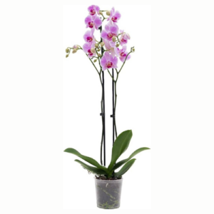 Orchids Double stemmed